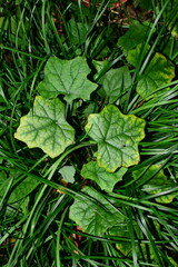 Christia vespertilionis