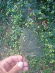 Salpianthus purpurascens