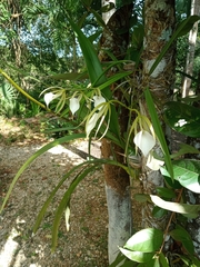 Brassavola