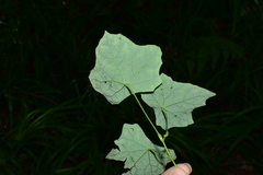 Christia vespertilionis