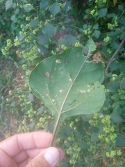 Salpianthus purpurascens