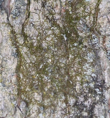 Frullania
