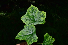 Christia vespertilionis