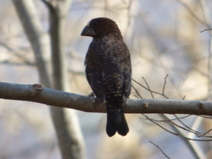 Amblyospiza albifrons