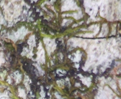 Frullania