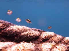 Abudefduf vaigiensis