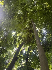 Pterocarpus
