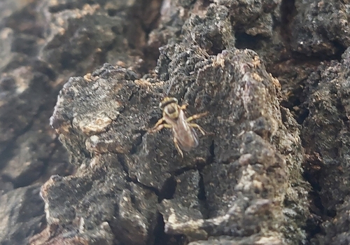 Clavate-legged Stingless Bee