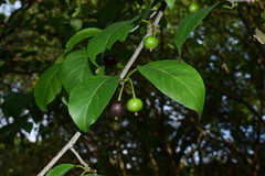 Ilex macrocarpa