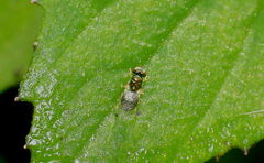 Microchrysa