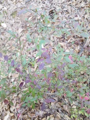 Vaccinium elliottii