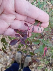 Vaccinium elliottii