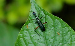 Neocollyris
