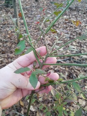 Vaccinium elliottii
