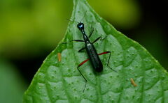 Neocollyris