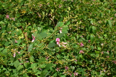 Lespedeza floribunda