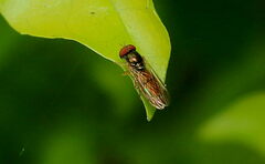 Melanostoma univittatum