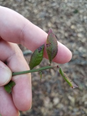 Vaccinium elliottii
