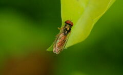 Melanostoma univittatum