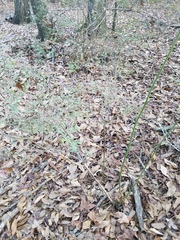 Vaccinium elliottii