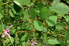 Lespedeza floribunda