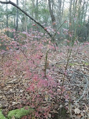 Vaccinium elliottii