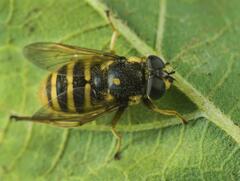 Sericomyia silentis