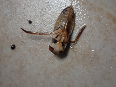 Hesperocorixa sahlbergi