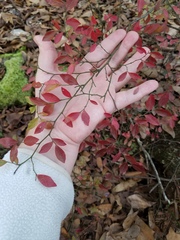 Vaccinium elliottii