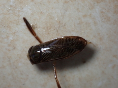 Hesperocorixa sahlbergi