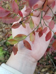 Vaccinium elliottii