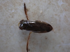 Hesperocorixa sahlbergi