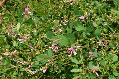 Lespedeza floribunda