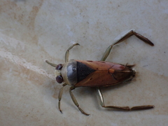 Notonecta meridionalis