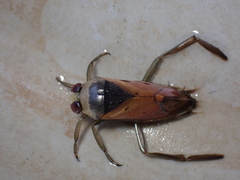 Notonecta meridionalis