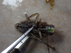 Notonecta meridionalis