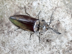 Coleoptera