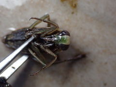 Notonecta meridionalis