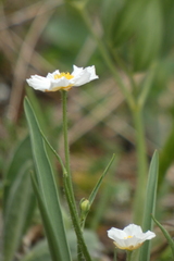 Ranunculus kuepferi