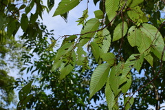 Carpinus turczaninovii