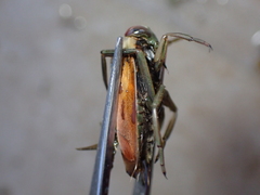 Notonecta meridionalis