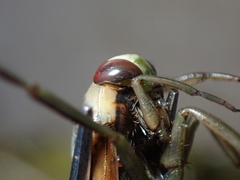 Notonecta meridionalis