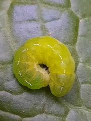 Phlogophora
