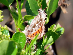 Phasis thero