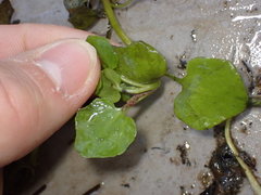 Nasturtium officinale