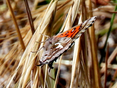 Phasis thero