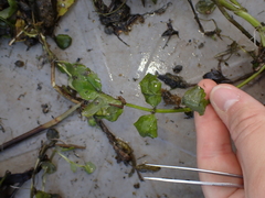 Nasturtium officinale
