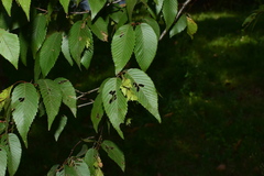 Carpinus turczaninovii