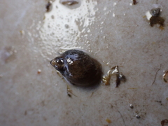 Ampullaceana balthica