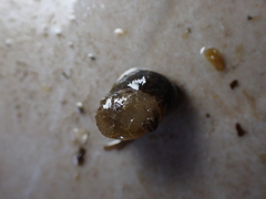 Ampullaceana balthica